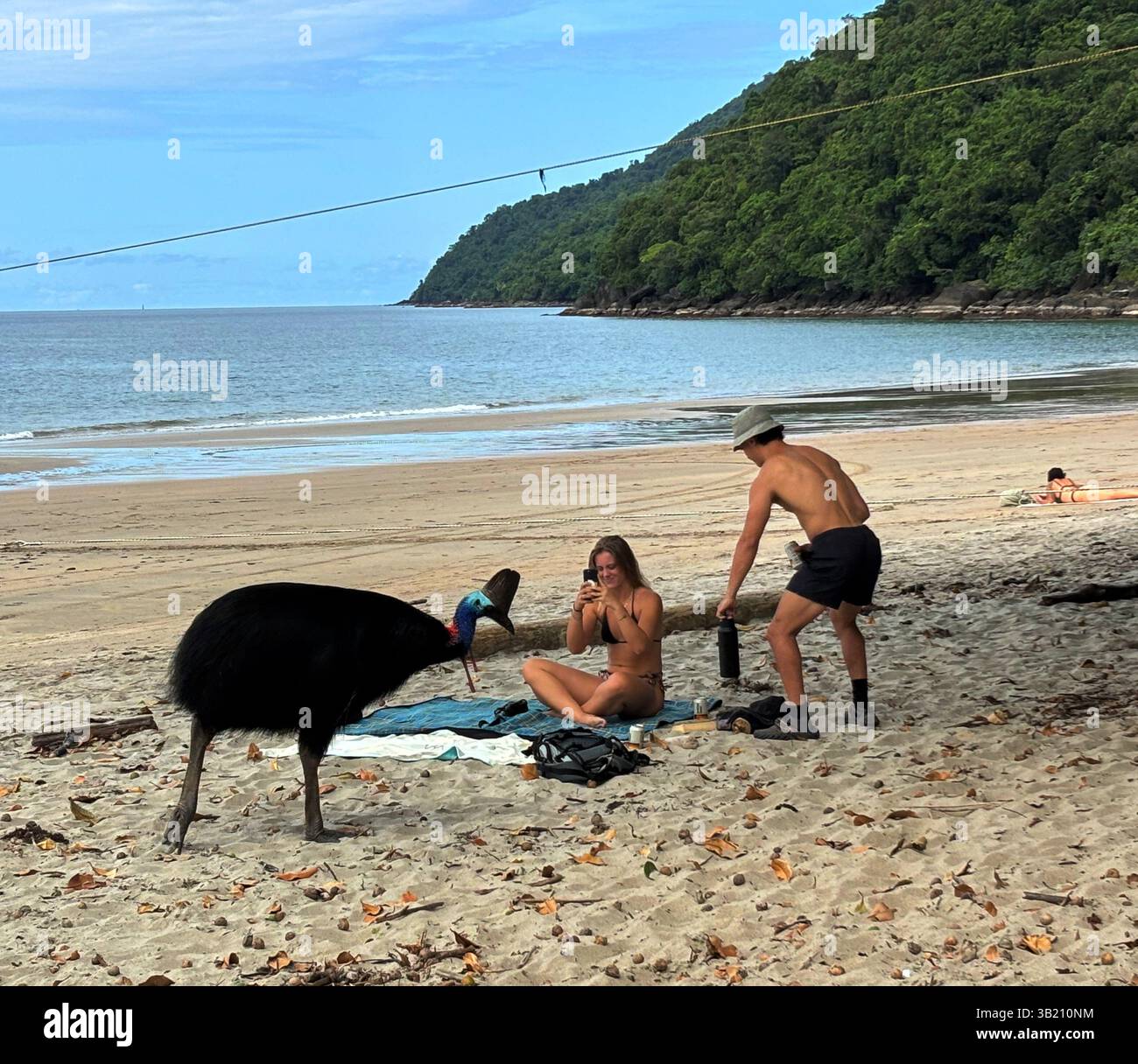 Cassowary nähert sich einem Paar am Strand, während Frau mit ihrem Telefon filmt, Etty Bay im Norden von Queensland, Australien. Kein MR oder PR Stockfoto
