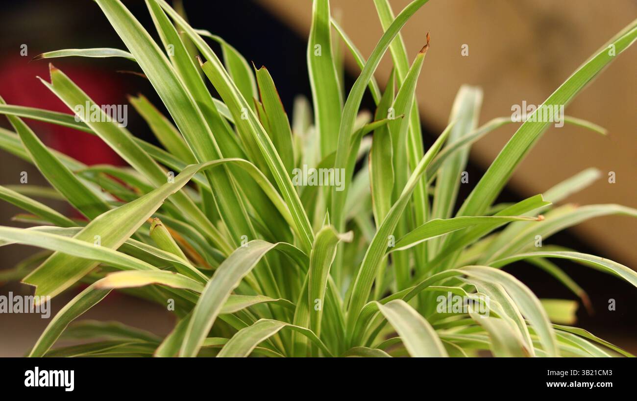 Horizontales Nahaufnahme einer lebendigen und gesunden Spinnenpflanze (Chlorophytum comosum) mit sattgrünen Blättern, aufgenommen in weichem natürlichem Licht. Stockfoto