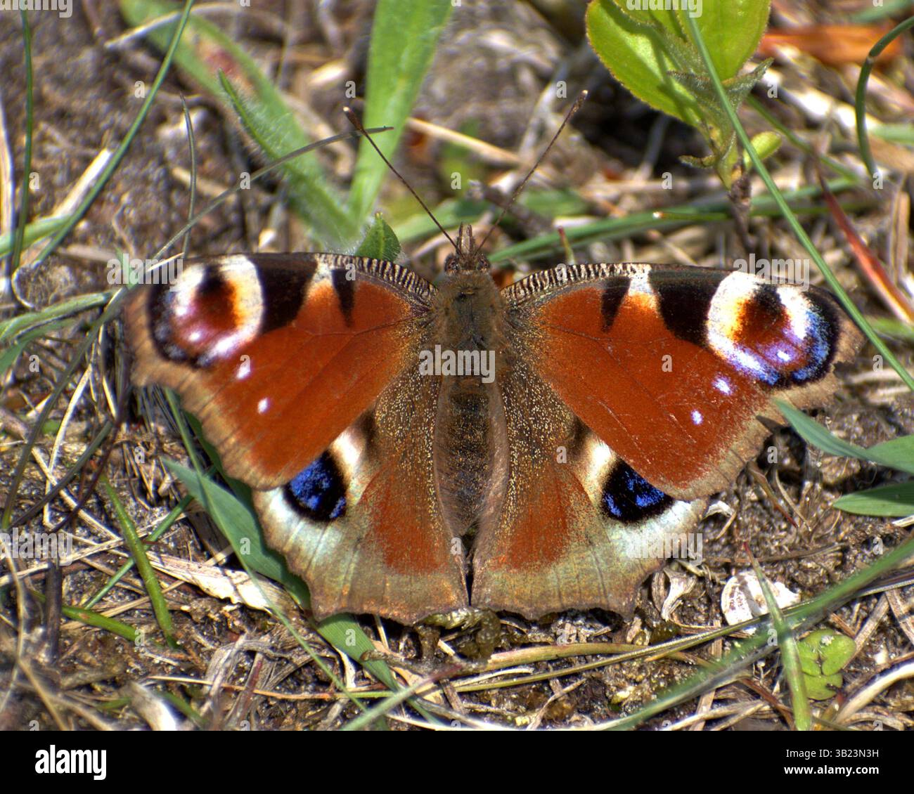 Europäischer Pfauenfalter (Aglais io), der sich in der Sonne mit seinen markanten Augen-Flecken-Flügeln öffnet und sich perfekt in die grasbewachsene Waldflotte einfügt Stockfoto