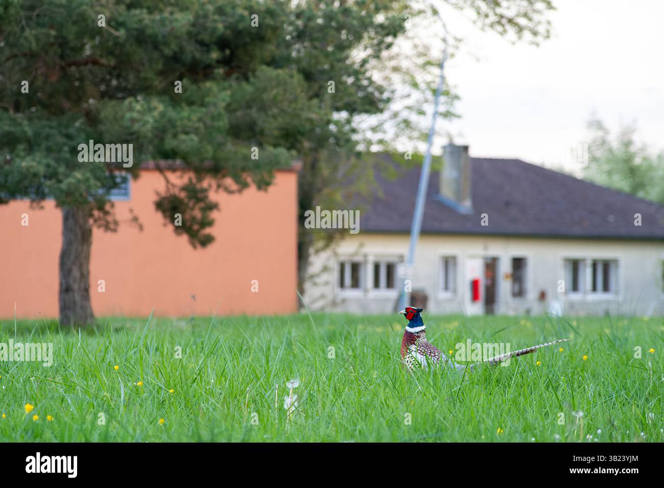 Männlicher Fasan mit hellem Gefieder im Gras mit Vorstadthäusern im Hintergrund, die Wildtiere und menschliche Lebensräume vermischen. Stockfoto