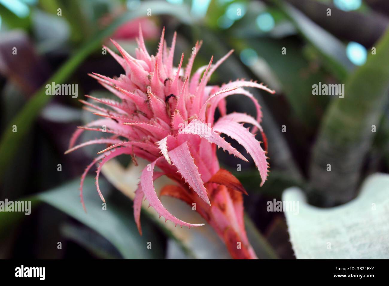 Rosafarbene Bromelienblume im tropischen Laub Stockfoto