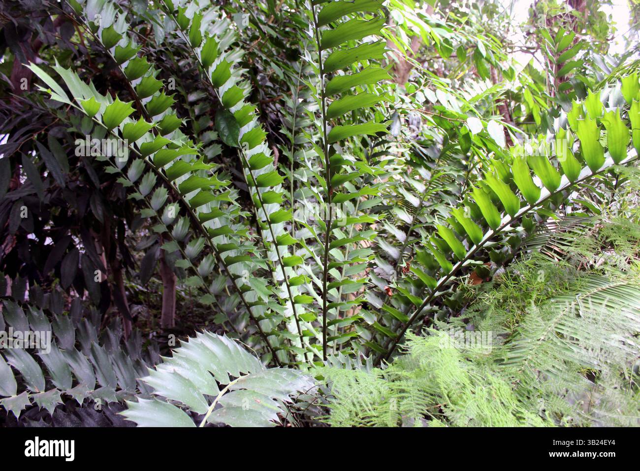 Encephalartos ferox – Afrikanischer Zykad mit Stachelblättern Stockfoto