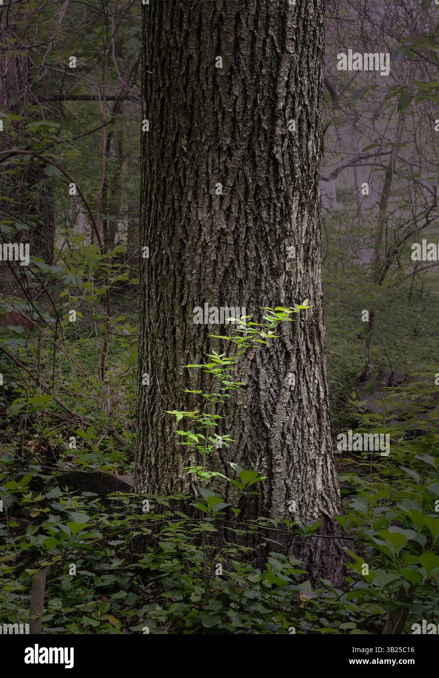 Ein Baumstrauch, der in der Sonne gefangen ist Stockfoto