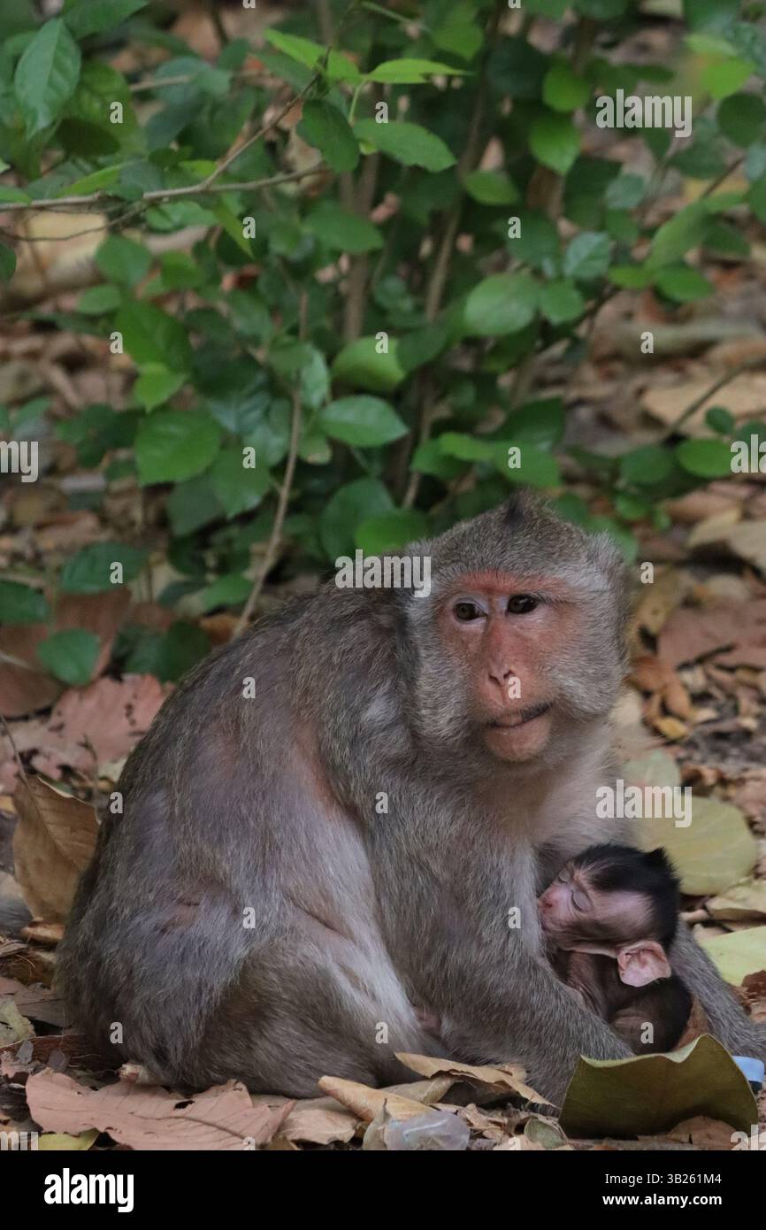 Der Affe hält sein Baby im Angkor Wat Stockfoto