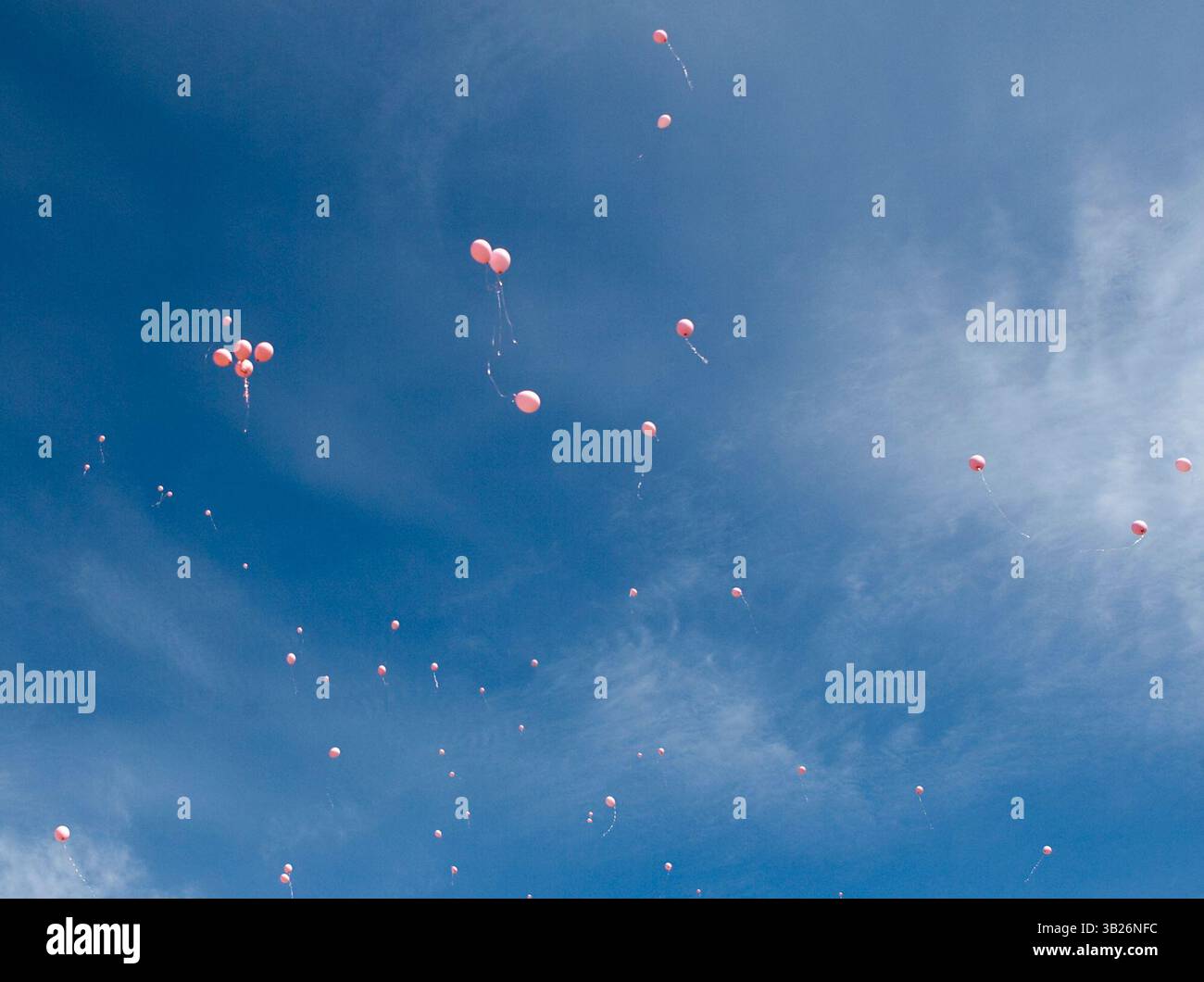 48492 SOUTH LAKE TAHOE, Kalifornien - Pink Ballons werden bei der Conclusion South Lake Tahoe Parade zu Ehren der sicheren Rückkehr von Jaycee Lee Dugard am 6. September 2009 freigelassen. In South Lake Tahoe ist sie vor 18 Jahren verschwunden, während sie auf einen Schulbus wartete. Die Parade ist die Umkehrung der Strecke, die am 10. Jahrestag des Verschwindens Dugards zurückgelegt wurde. Die Teilnehmer trugen rosa, weil das Dugards Lieblingsfarbe war. Ihre Klassenkameraden an der Meyers Elementary School starteten zur Zeit ihrer Entführung eine rosa Bandkampagne, um ihre Hoffnung auf ihre sichere Rückkehr zu zeigen... Robert Durell / Speci Stockfoto