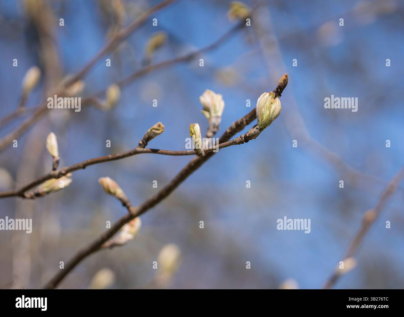 Die Knospen der Eberesche auf den Zweigen des Baumes im Frühjahr. Frühlingshintergrund, Knospen von eberesche oder Eberesche (sorbus aucuparia). Stockfoto