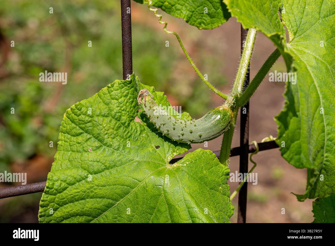 Gurkenanbau im Garten. Gartenbau, Agrarproduktion und Bio-Lebensmittel Stockfoto
