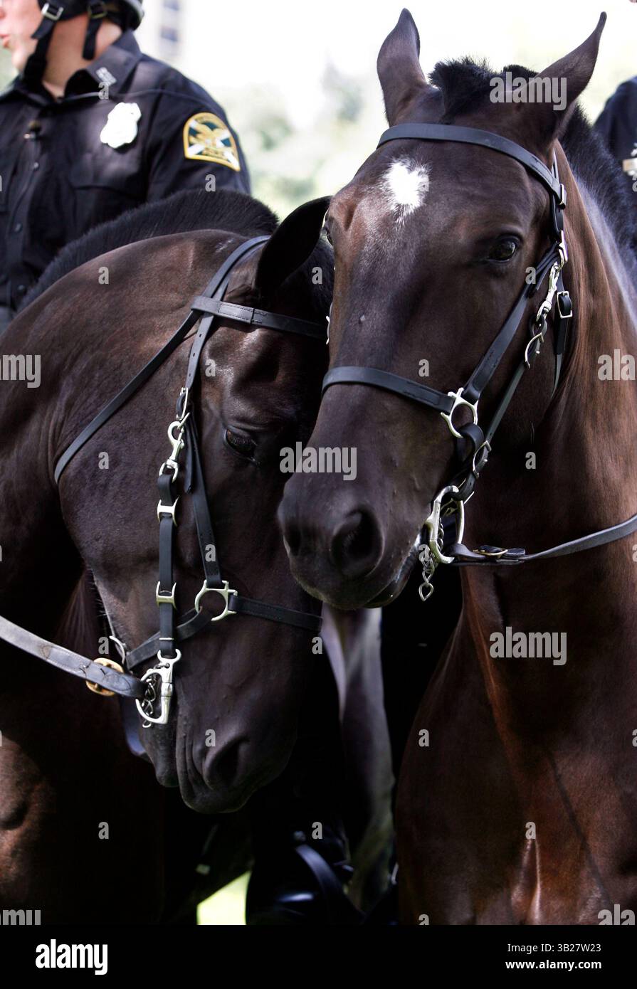 SP 311930 cerr Mounted 1 of 3 (09/15/2009 St. Petersburg) Jacob, Linke und Brooklyn nuzzle während einer Einführung der neuen Polizeieinheit der Stadt im North Straub Park Dienstag. Ziel ist es, dass die Polizeieinheit gut sichtbare Polizeipräsenz in der Innenstadt bietet, insbesondere an Wochenenden und bei besonderen Veranstaltungen. Jacob ist ein 4-jähriges Percheron-Vollblut-Mischpferd, 16,2 Hände, 1.800 Pfund, Brooklyn ist ein 6-jähriges. Percheron-Vollblut-Mischpferd, 16,3 Hände, 1.600 Pfund. Das Boston Police Department spendete kürzlich Brooklyn und Jacob an St. Petersbur Stockfoto