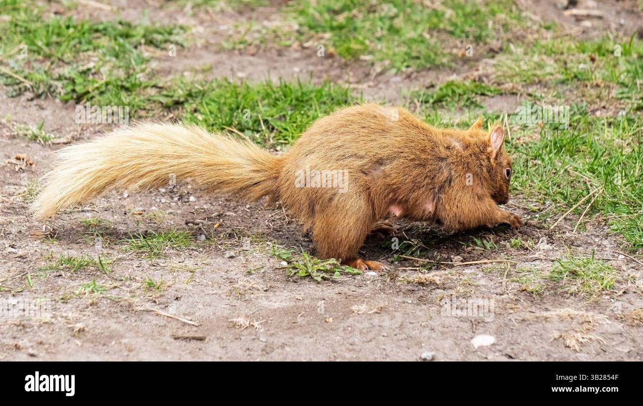 Die blonde Eichhörnchen gräbt und vergräbt Nahrung auf dem Rasen. Stockfoto