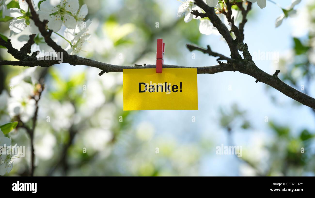 Ein gelber Zettel mit dem Wort Danke! (Danke auf Deutsch) darauf befestigt an einem blühenden Pflaumenzweig mit einer Kleidernadel. Stockfoto