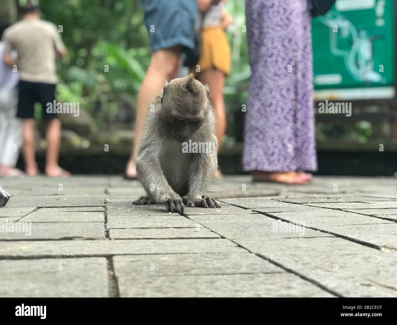 Wilde Makaken im heiligen Affenwald von Ubud, Bali. Ein tropischer Wald und beliebtes Touristenziel in Indonesien. Stockfoto