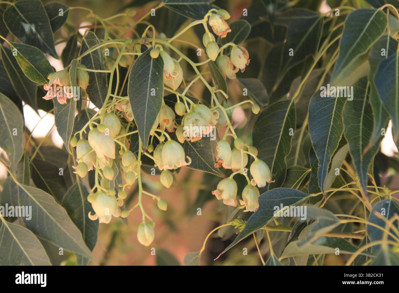 Kurrajong, Brachychiton à feuille de peuplier, Bolet superbe, Sterculier à feuilles de peuplier - Brachychiton populneus - Malvaceae, Malvacées Stockfoto