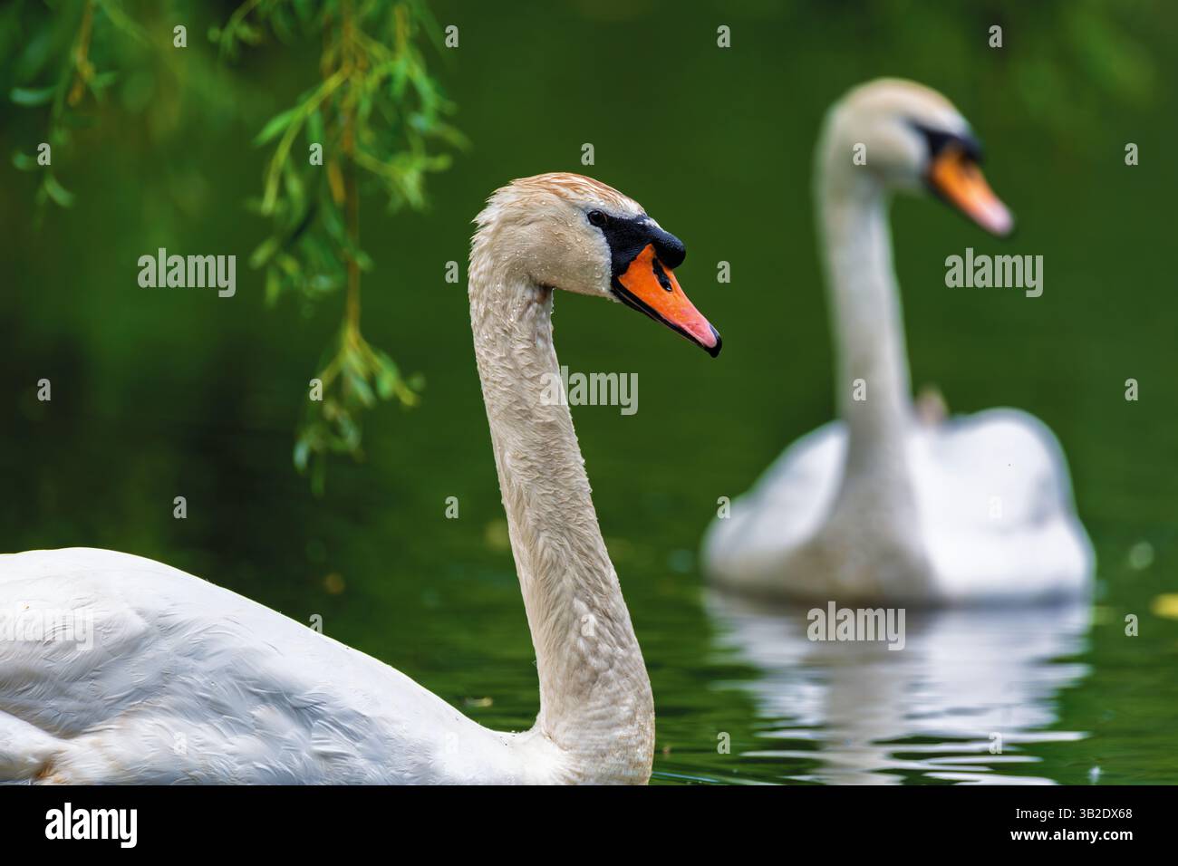 Ein Paar stummschalten Schwan. Zygneten am Sommertag in ruhigem Wasser. Vogel im Naturraum. Tierwelt Stockfoto