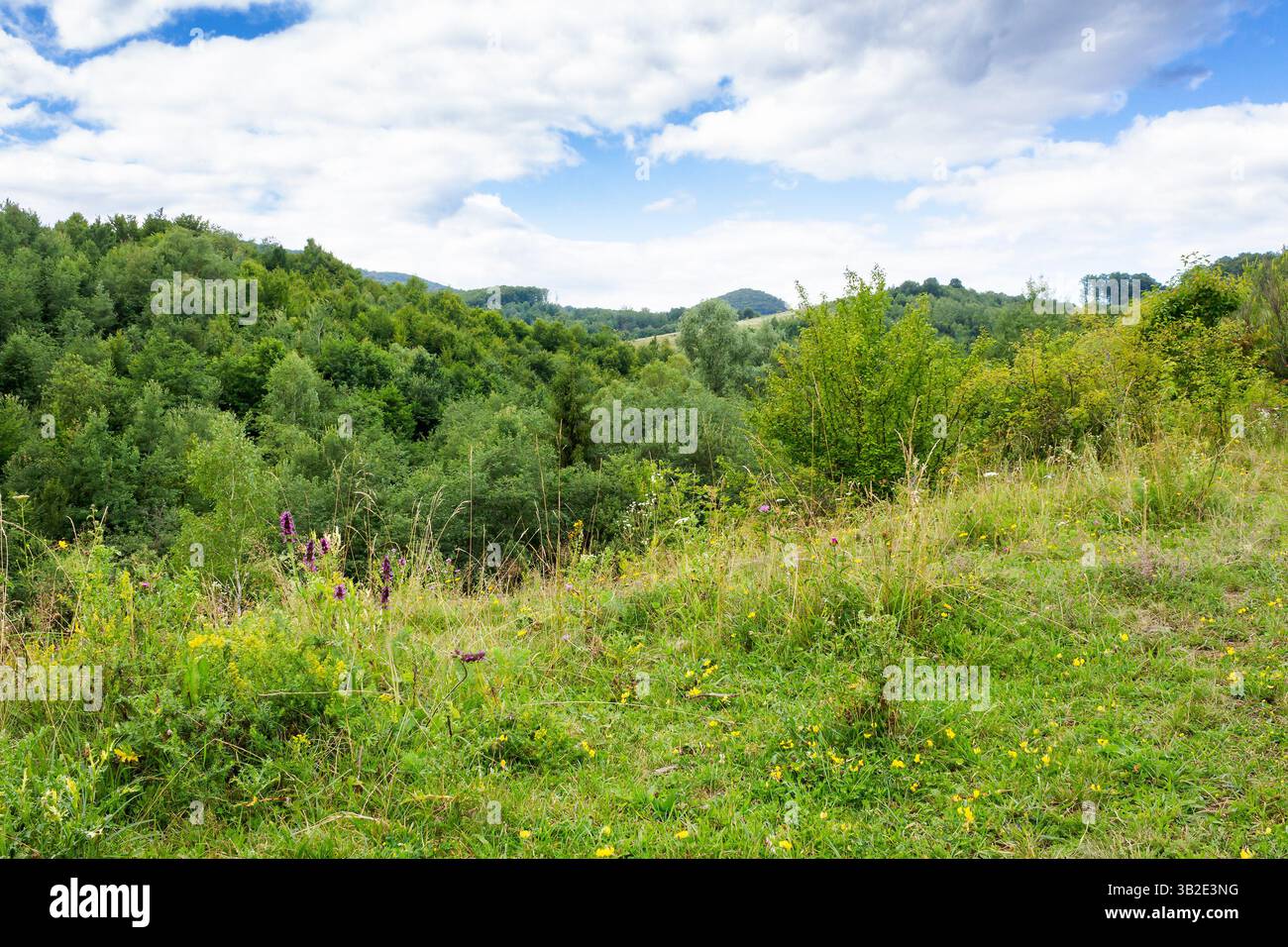 Berglandschaft der ukraine im Sommer. Bewölkter Nachmittag. Landschaft mit grüner Weide und Wald auf dem Hügel. Ländliche Landschaft am Stadtrand von Stockfoto
