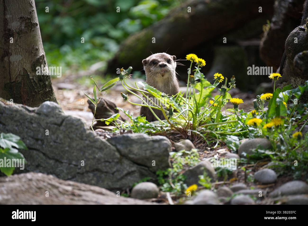 Ein erwachsener asiatischer Otter mit kleinen Klauen, der im Londoner Zoo durch Löwenzahn-Blumen schaut Stockfoto