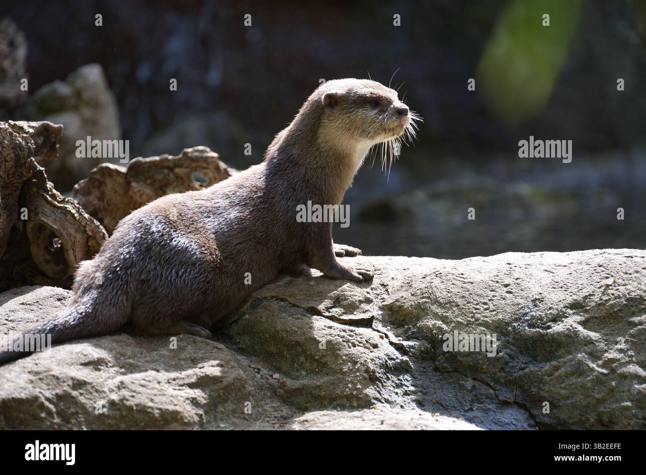 Ein erwachsener asiatischer Otter mit klauen Klauen im Londoner Zoo Stockfoto