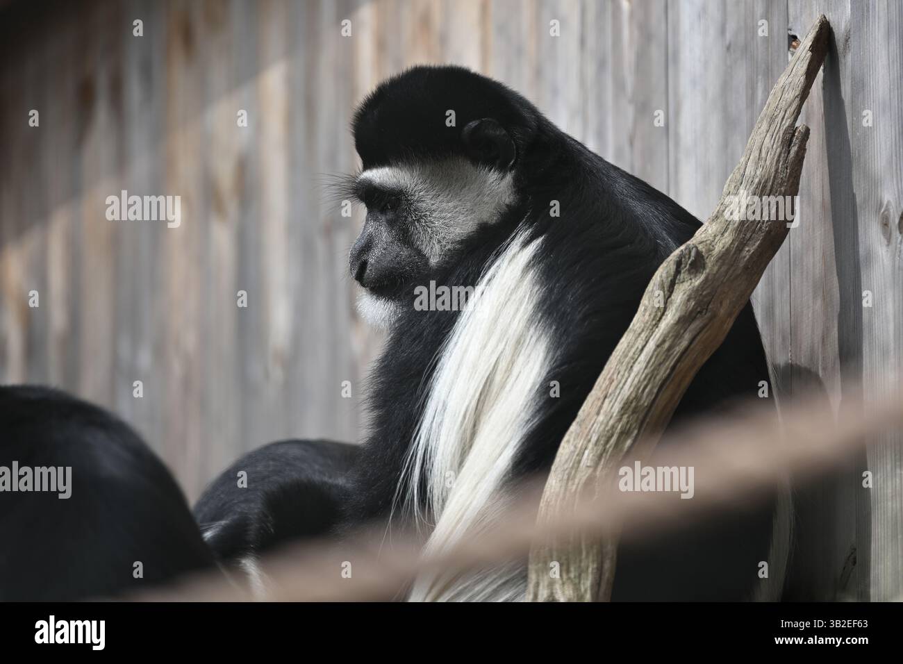 Ein östlicher schwarz-weißer Kolobus-Affe in der Sonne im Londoner Zoo Stockfoto