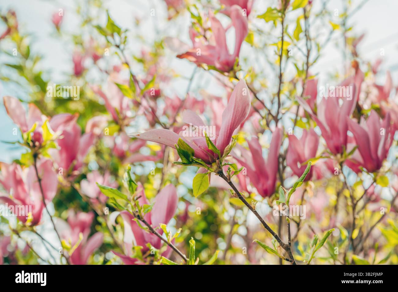 Wunderschöner Magnolienbaum in Blüte, selektiver Fokus Stockfoto