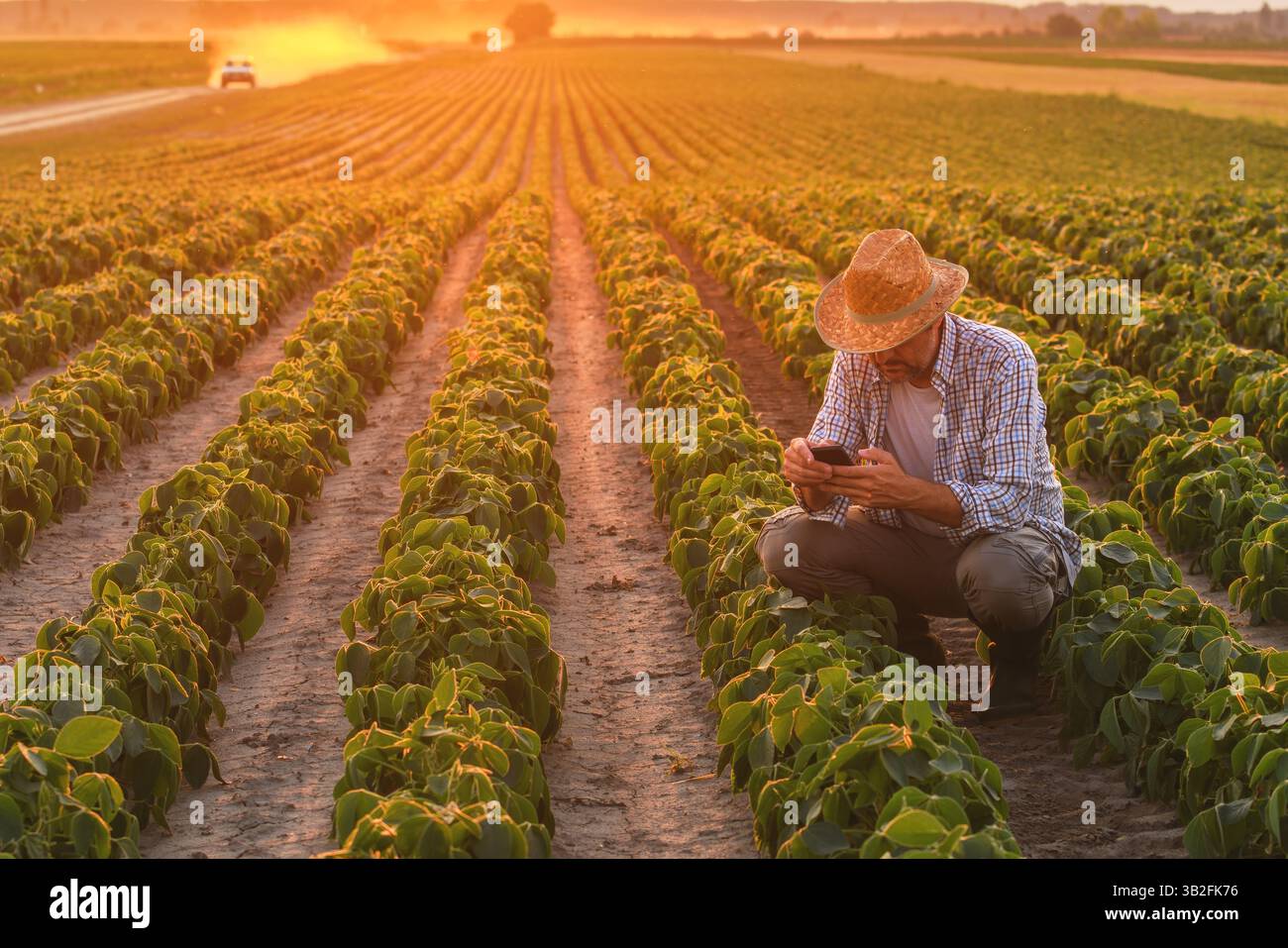 Agronomist mit Smartphone auf angebautem Sojabohnenfeld bei Sommersonnenuntergang, selektiver Fokus Stockfoto