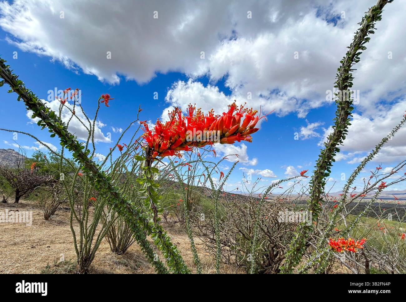 Ocotillo blühen im Frühling in den Ausläufern der Santa Catalina Mountains, der Sonora-Wüste, dem Coronado National Forest, Catalina, Arizona, USA. - Smartphone-aufgenommenes Stockfoto