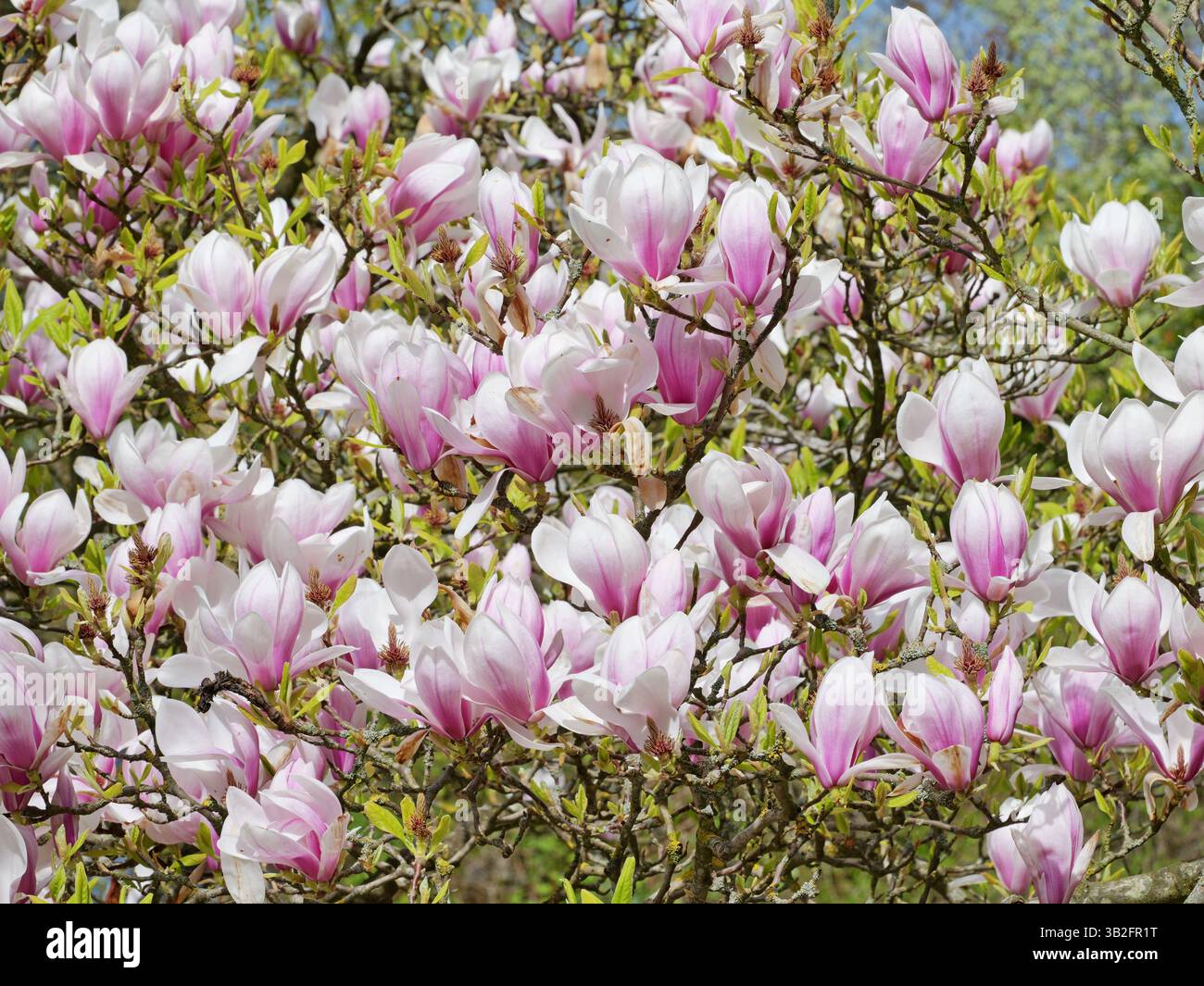 Die Tulpenmagnolie blüht sanft in weiß-rosa. Seine Stamen tragen dunkle Pollen. Ein Frühlingswunder, das die Natur verzaubert. Stockfoto