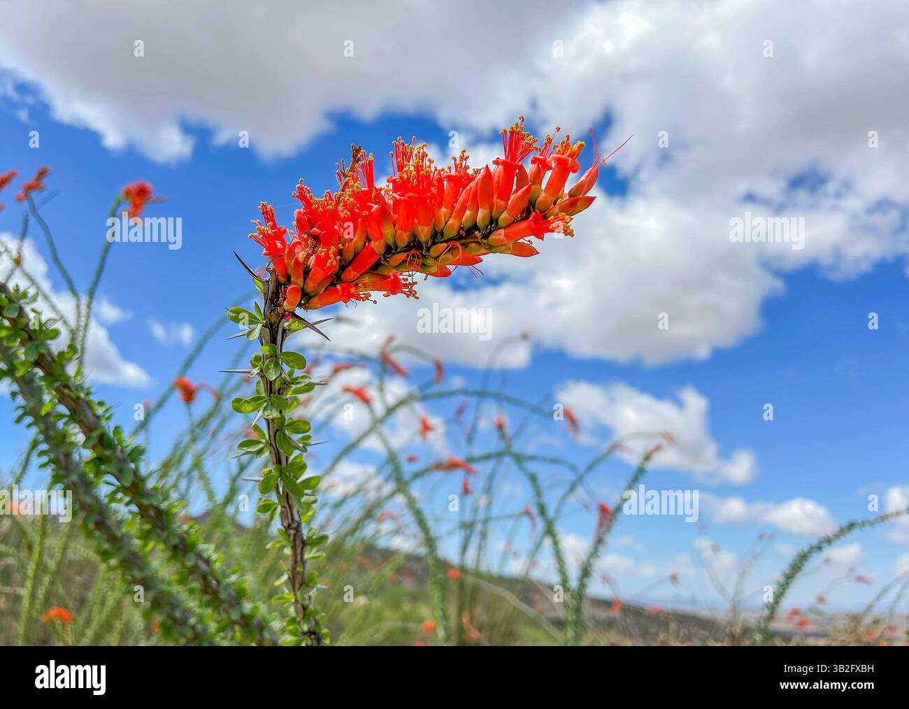Ocotillo blühen im Frühling in den Ausläufern der Santa Catalina Mountains, der Sonora-Wüste, dem Coronado National Forest, Catalina, Arizona, USA. - Smartphone-aufgenommenes Stockfoto