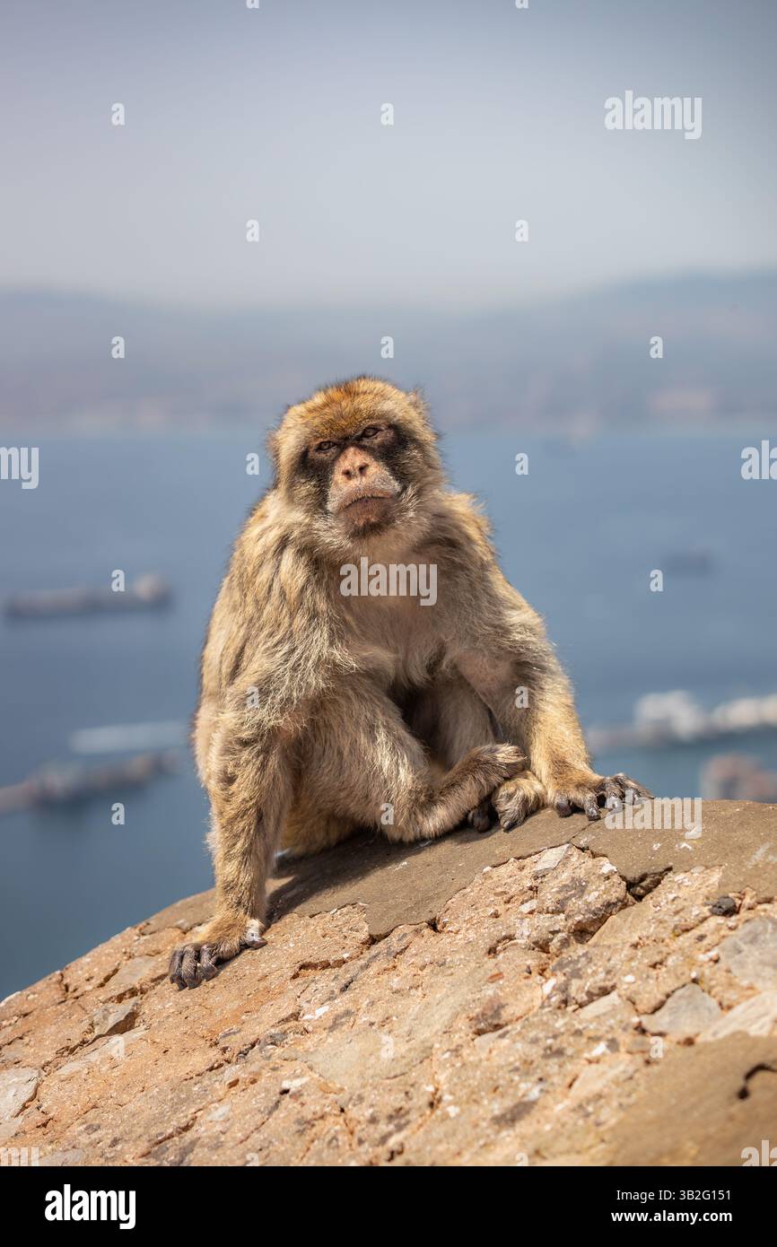 Berbermakaken Porträt mit verschwommenem Meerhintergrund in Gibraltar. Der Pelzaffe sitzt draußen auf Stone. Stockfoto