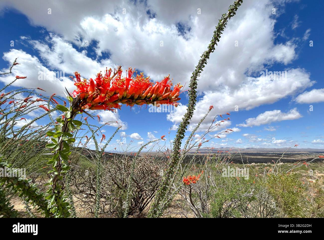Ocotillo blühen im Frühling in den Ausläufern der Santa Catalina Mountains, der Sonora-Wüste, dem Coronado National Forest, Catalina, Arizona, USA. - Smartphone-aufgenommenes Stockfoto