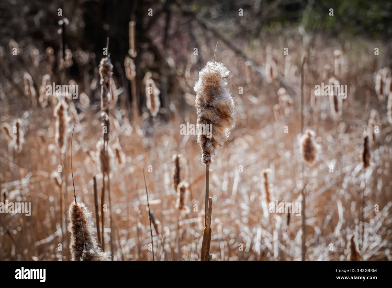 Eine Nahaufnahme brauner Welpen, von denen einige abfallen, in einer natürlichen Umgebung während der Herbstsaison. Stockfoto