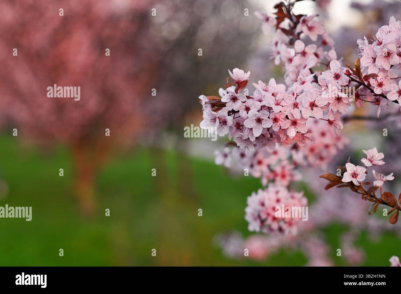 Sargents Kirschblüte in voller Blüte. Repräsentieren Sie die vergängliche Schönheit des Frühlings mit zarten rosa Blüten und frischem Grün. Wunderschönes abstraktes Japane Stockfoto