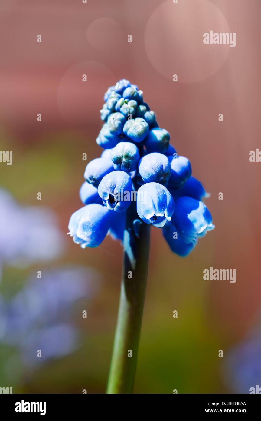 Eine leuchtend blaue Traubenhyazinthe (Muscari) steht hoch, deren eng gepackte Röschen eine auffällige Kegelform bilden. Die Blume wird gestochen scharf erfasst Stockfoto