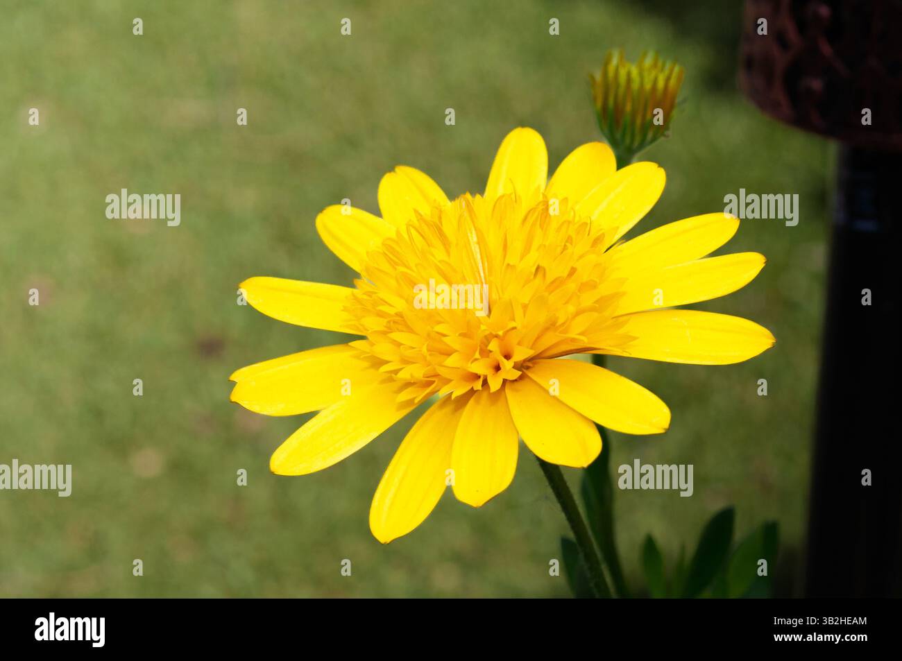 Eine leuchtend gelbe Blume, möglicherweise eine Art Gänseblümchen oder Sonnenblume, ist in voller Blüte und zeigt ihre hellen Blütenblätter und ihre komplizierte Mitte. Stockfoto