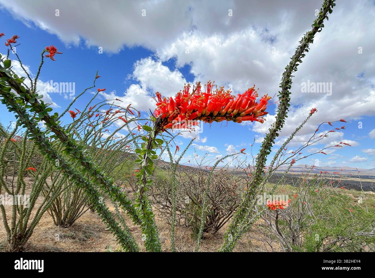 Ocotillo blühen im Frühling in den Ausläufern der Santa Catalina Mountains, der Sonora-Wüste, dem Coronado National Forest, Catalina, Arizona, USA. - Smartphone-aufgenommenes Stockfoto