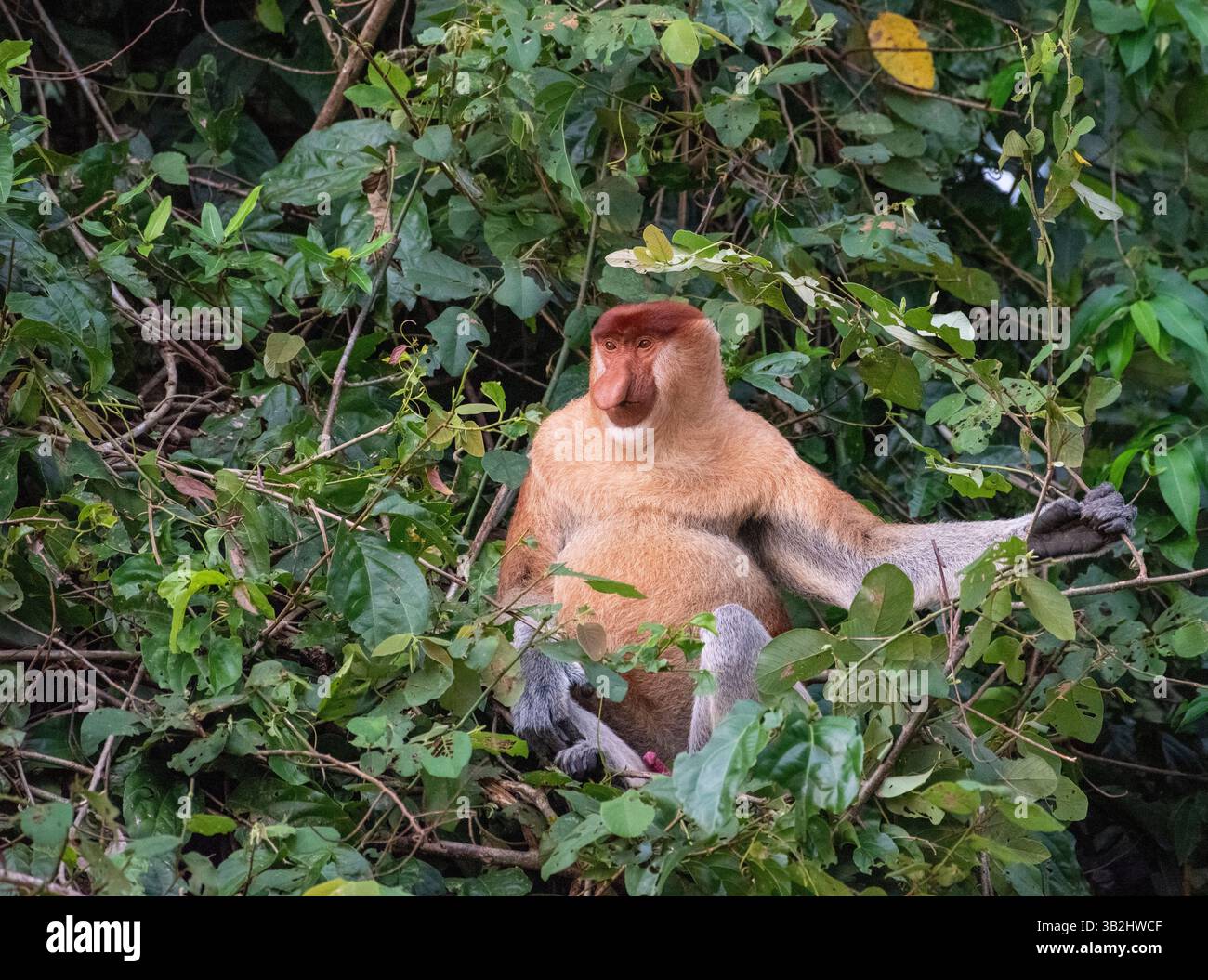 Nasalis larvatus (Nasalis larvatus) – männlich sitzend in einem Baum am Ufer des Kinabatangan River, Sabah, Malaysia Stockfoto