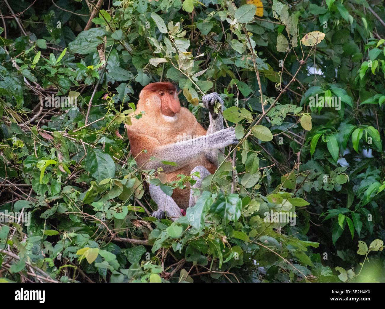 Nasalis larvatus (Nasalis larvatus) – männlich sitzend in einem Baum am Ufer des Kinabatangan River, Sabah, Malaysia Stockfoto