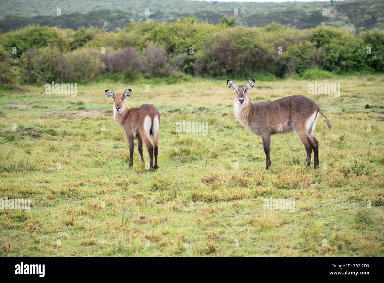 Weiblicher und junger männlicher Wasserbock (Kobus ellipsiprymnus), mit Sicherheit Mutter und Sohn Stockfoto