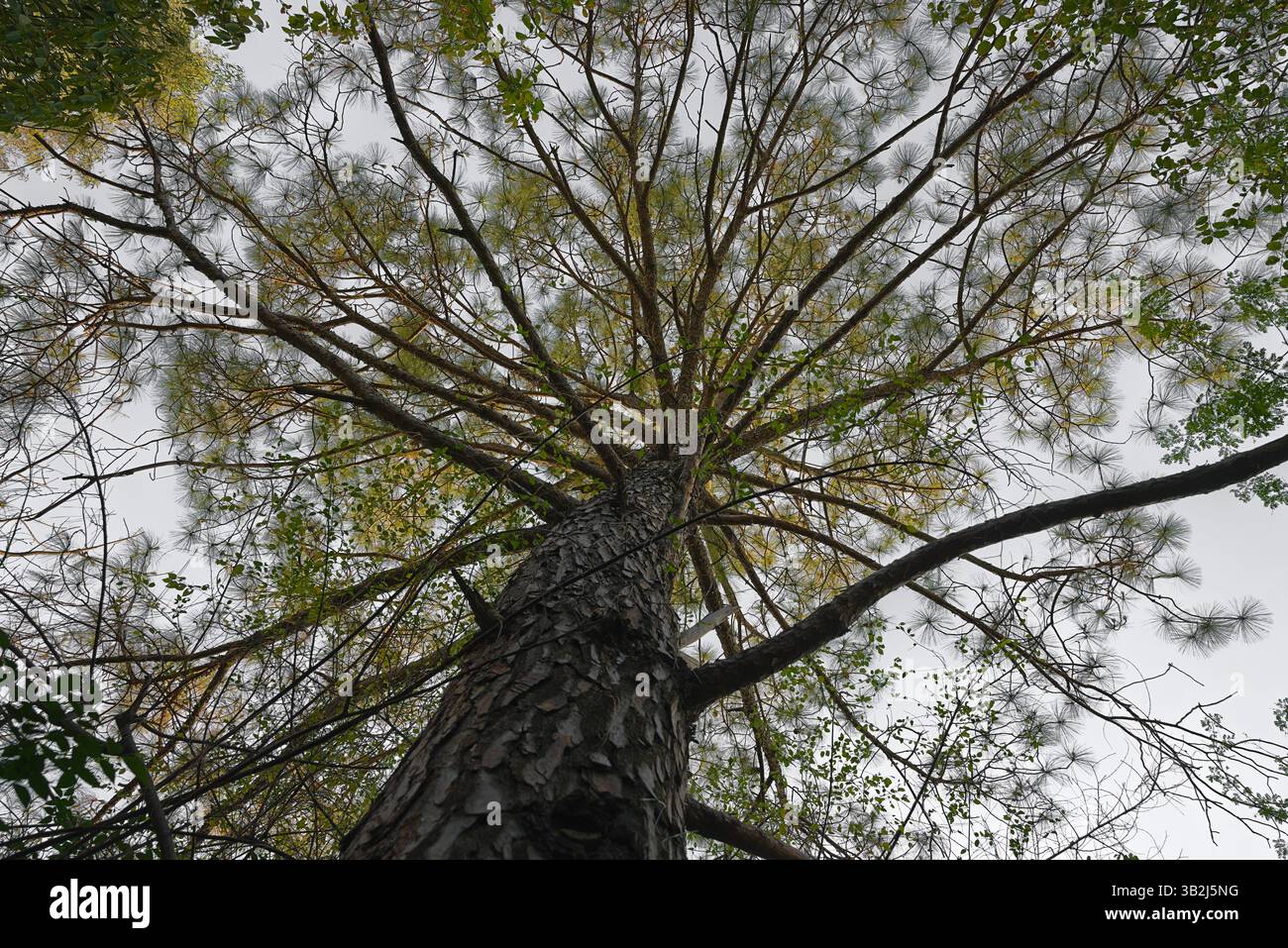 Blick auf die Roxburgh-Kiefernkrone mit verschiedenen Ebenen und Längen ihrer Äste auf der Rinde, am Abend gegen den Himmel Stockfoto