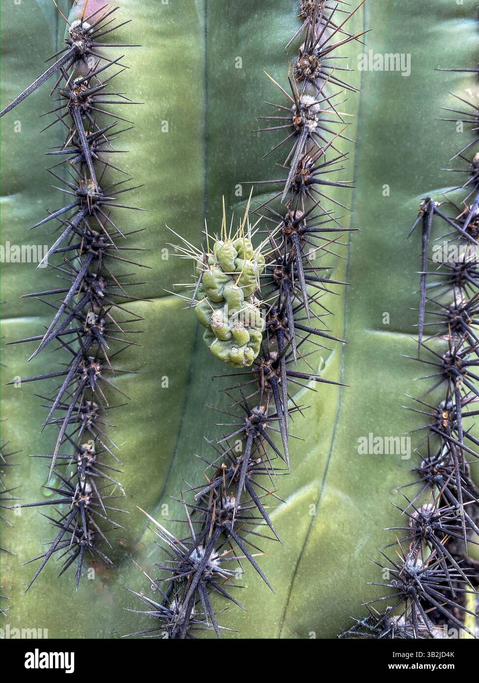 Ein Teil eines cholla-Kaktusses hängt an einem Saguaro-Kaktuskaktus, Sonora-Wüste, Catalina, Arizona, USA. - Smartphone-aufgenommenes Stockfoto