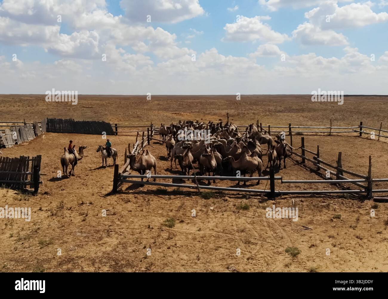 Kamele in der Steppe. Kamele in den Steppen weiden Stockfoto