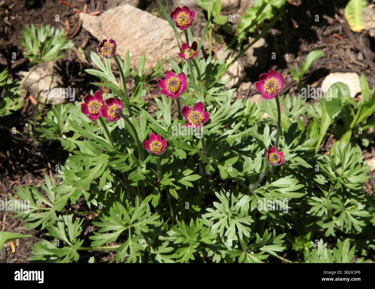 Anemone (Anemone multifida) rosa Wildblume in der Absaroka Range, Montana Stockfoto