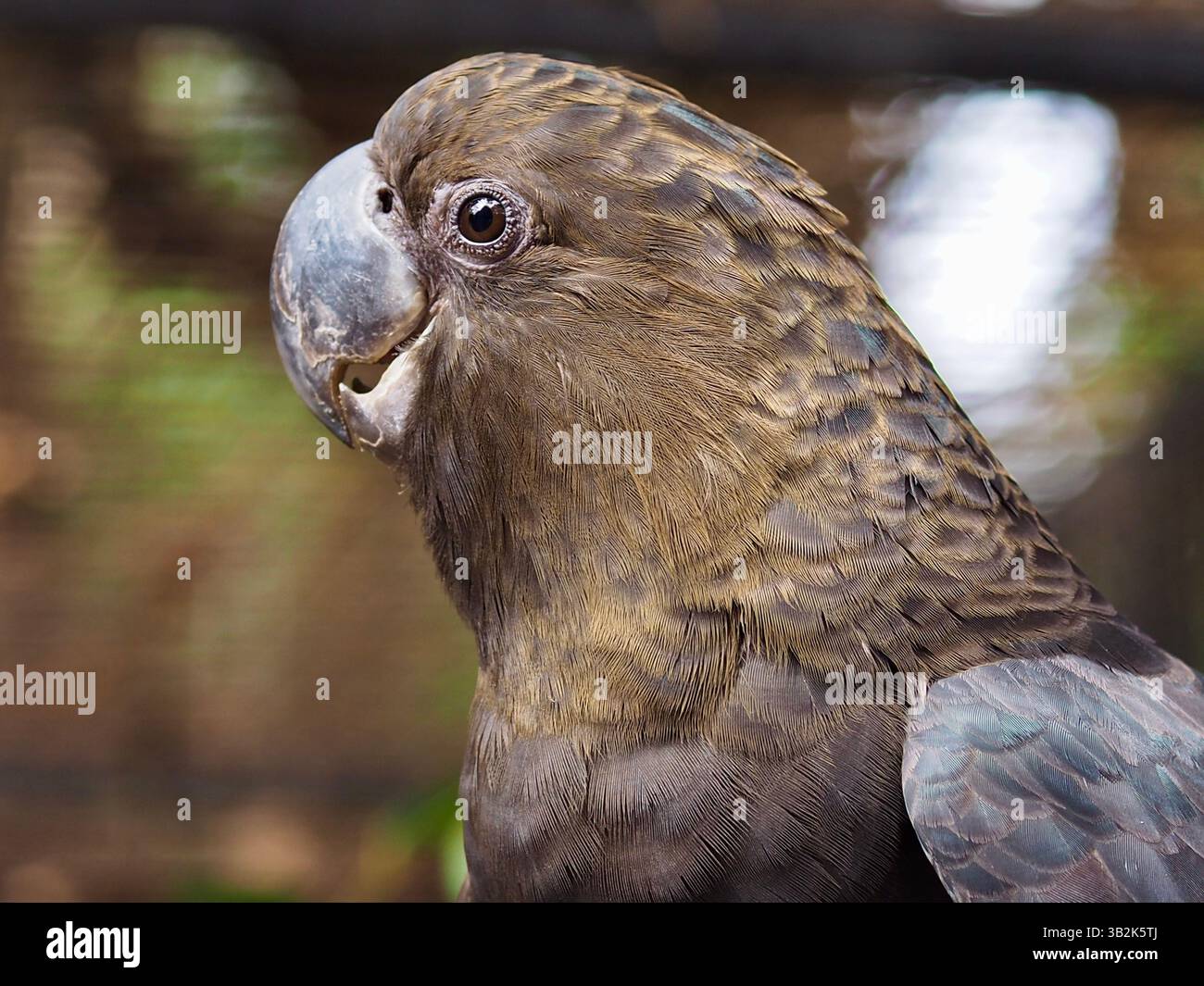 Fabelhafter, liebenswerter männlicher Hochglanz-schwarzer Cockatoo in fröhlichem Ruhm. Stockfoto