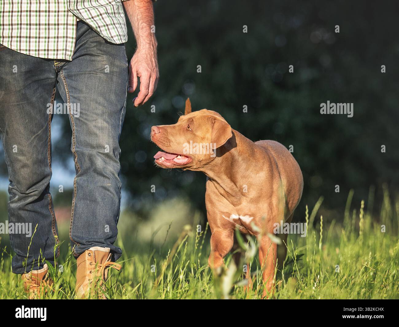 Niedlicher Hund und attraktiver Mann, der an einem klaren, sonnigen Tag im Park vor der Kulisse von Bäumen spaziert. Nahaufnahme, im Freien. Tageslicht. Versorgungskonzept, tra Stockfoto