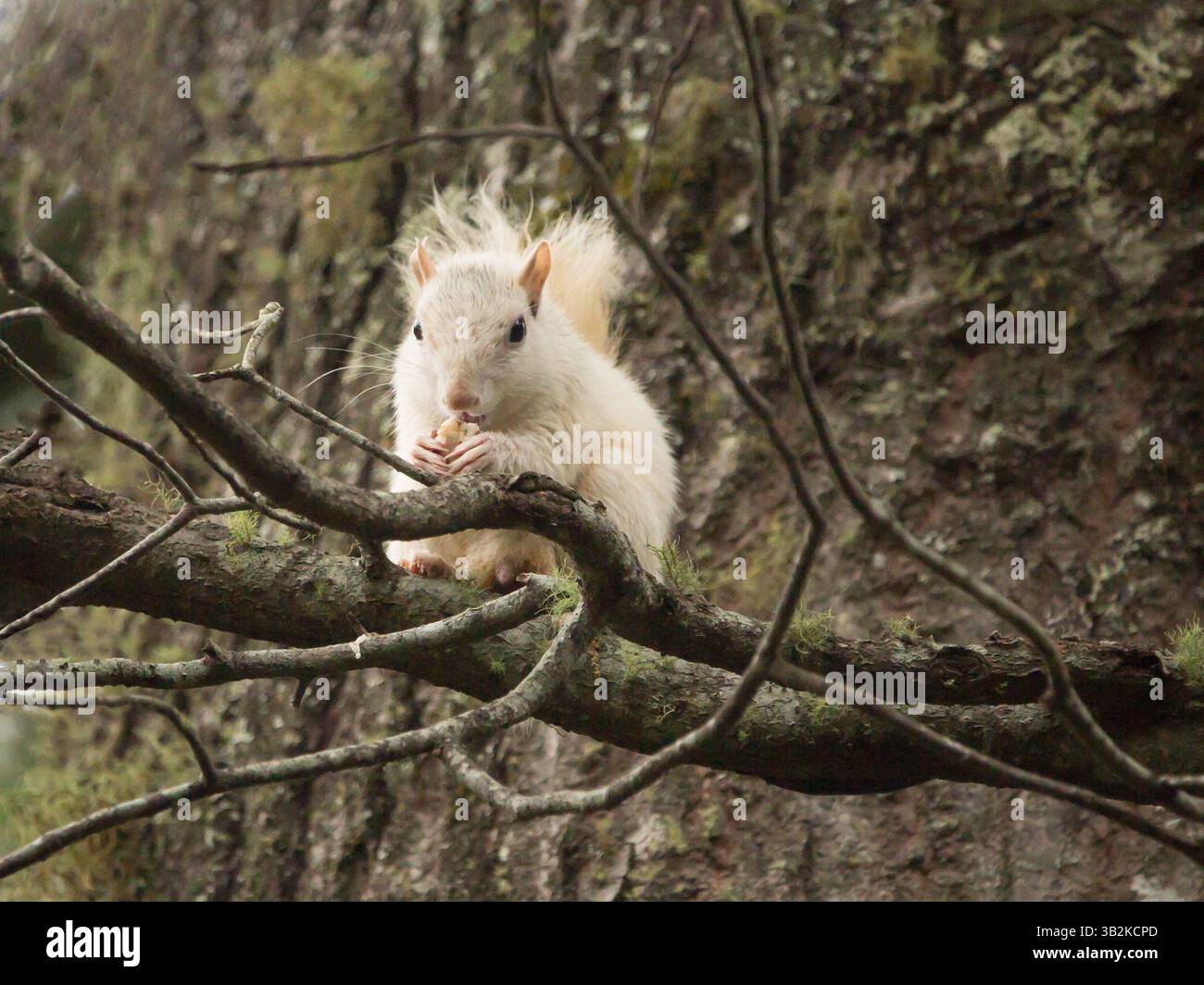 Ein weißes Eichhörnchen, Maskottchen der Berggemeinde Brevard, North Carolina, isst von einem Baumzweig. Stockfoto