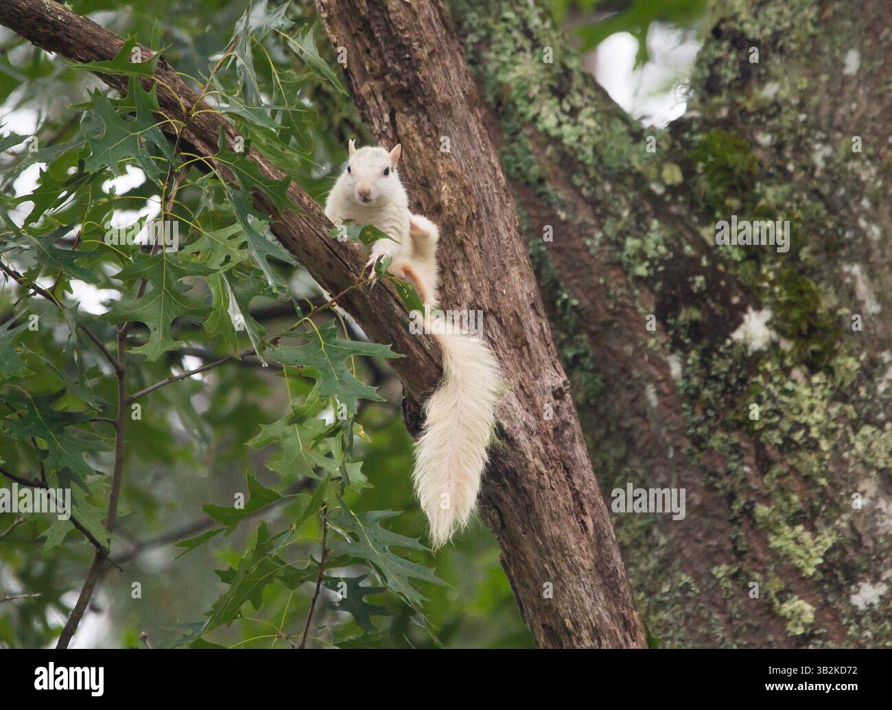 Ein weißes Eichhörnchen, Maskottchen der Berggemeinde Brevard, North Carolina, liegt auf einem Baumzweig. Stockfoto