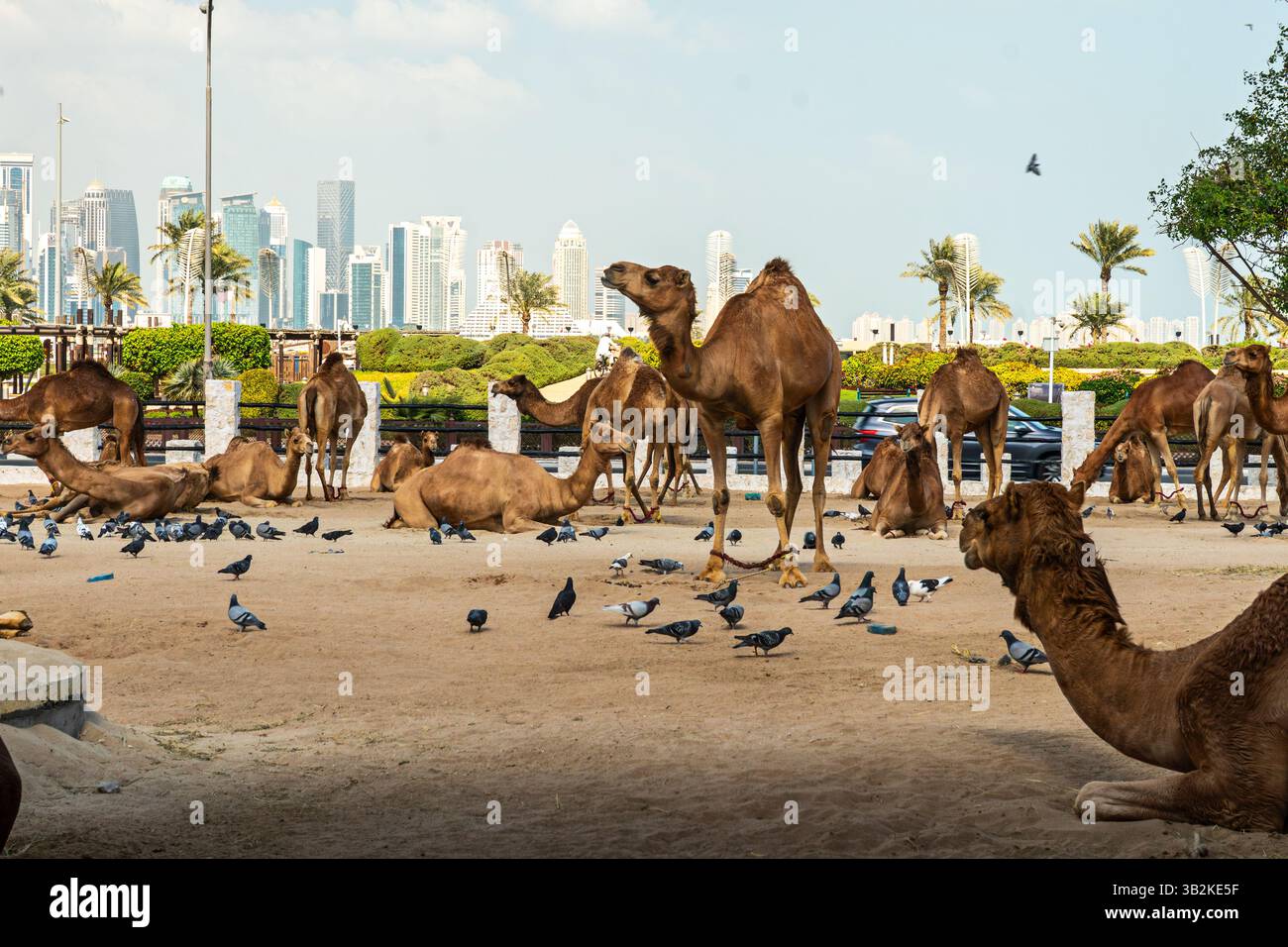Brieftauben und Kamele in Souq Waqif, einem der wichtigsten Touristenziele in Katar Stockfoto