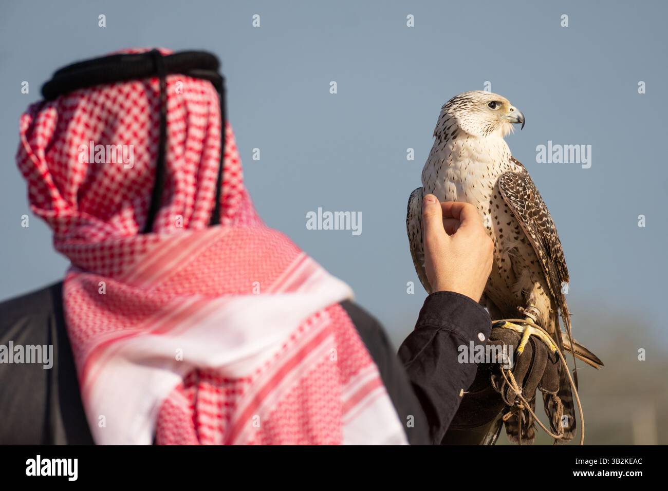 Ein Falke auf dem Arm eines arabischen Mannes in traditioneller nationaler Kleidung vor dem Hintergrund der Wüste und des blauen Himmels. Der Begriff der Falknerei. Die Stockfoto