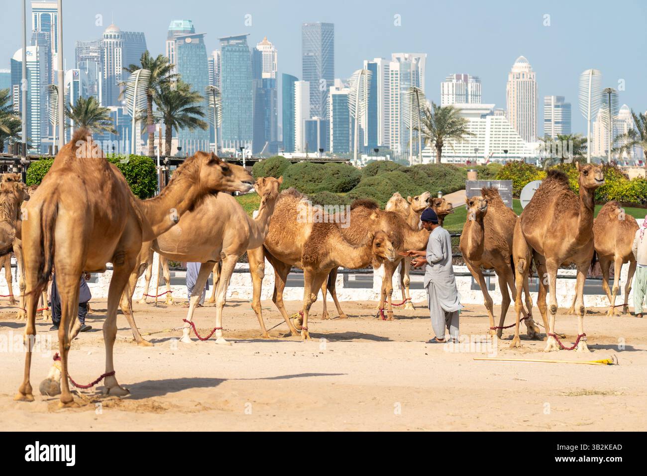 Doha, Katar, 31. Januar 2025: königliche Kamele in einem Stift vor dem Hintergrund einer urbanen Landschaft. Stockfoto