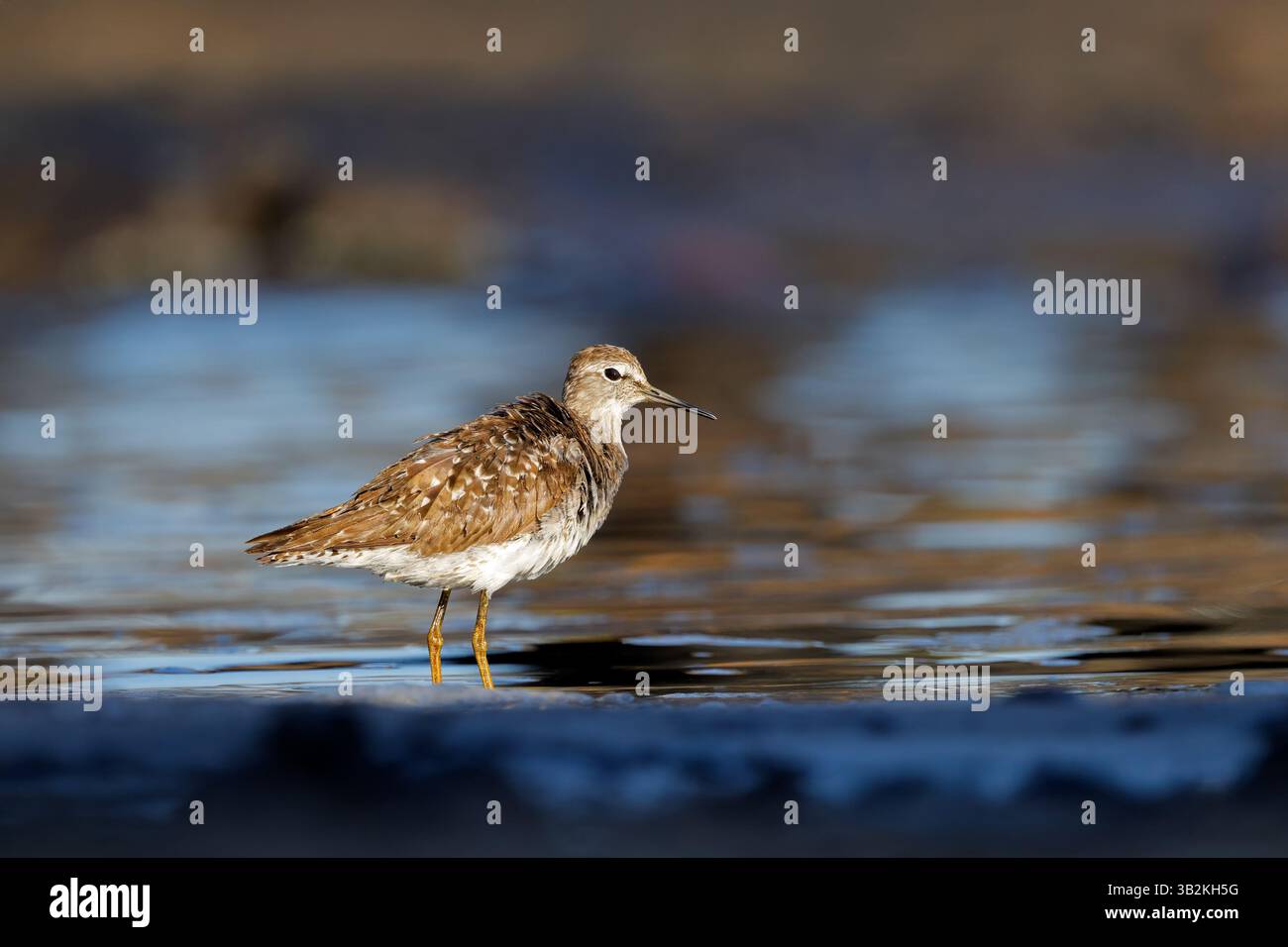 Ein kleiner Holzsandpiper (Tringa glareola) im flachen Wasser, Chobe Nationalpark, Botswana Stockfoto