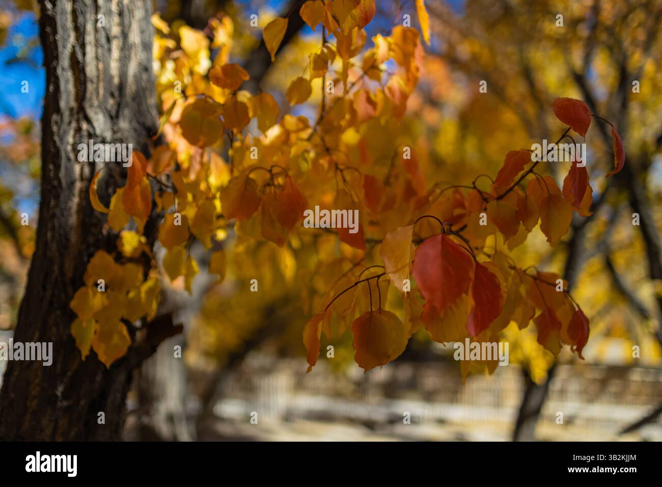 Ein unberührter Blick auf Bäume mit gelben goldenen Blättern während der Herbstsaison und Sonnenstrahlen, die auf sie fallen. Stockfoto