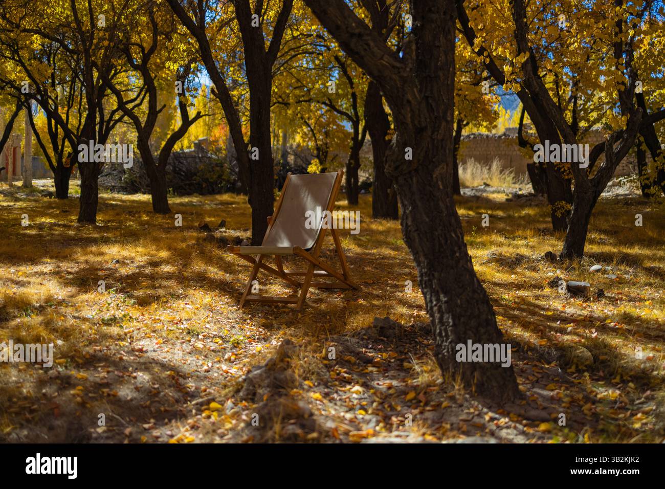 Ein unberührter Blick auf Bäume mit gelben goldenen Blättern während der Herbstsaison und Sonnenstrahlen, die auf sie fallen. Stockfoto